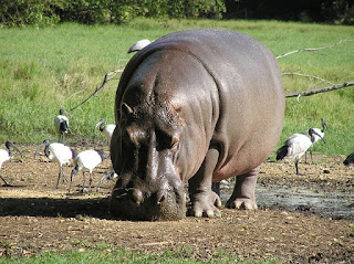 29 Informasi & Fakta Menarik Tentang Kuda Nil, Mamalia dari Keluarga Hippopotamidae 29 Informasi & Fakta Menarik Tentang Kuda Nil, Mamalia dari Keluarga Hippopotamidae