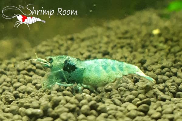 Close up image of a  berried female blue bolt shrimp showing the eggs under the carapace