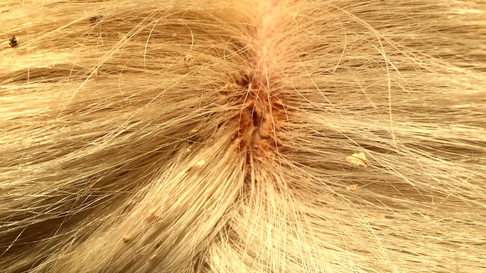 How To Treat Mites On Horses Horse Choices How To Treat Mites On Horses Horse Choices