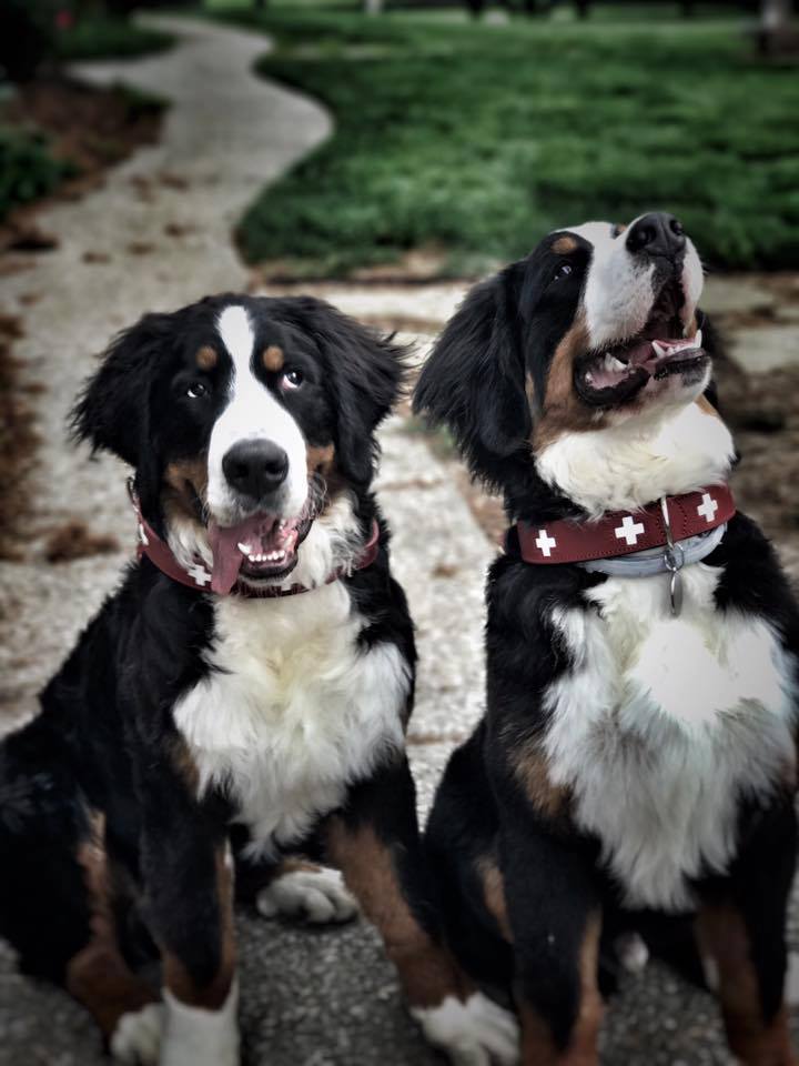 Colorado Ers Dog Friendly Colorado Ers Dog Friendly