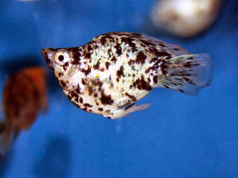 Balloon Molly Fish Poelicia Latipinna Sailfin Molly TROPICAL FISH