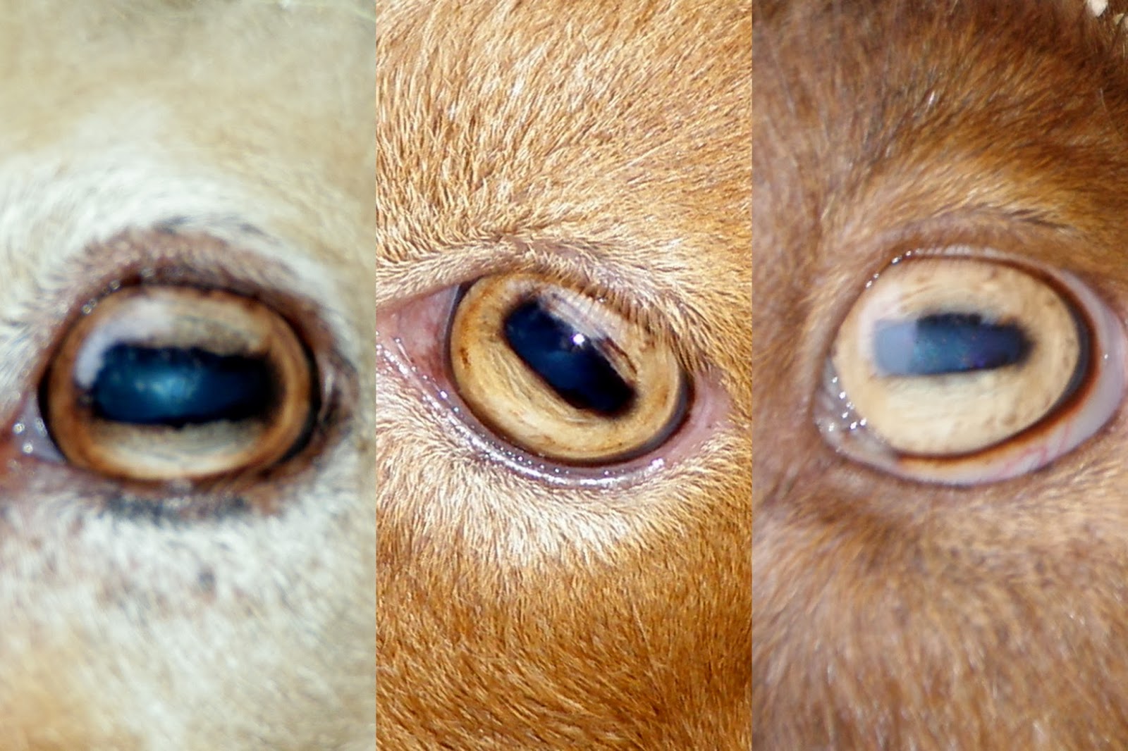 Biological Freak II 為何草食性動物的瞳孔是「長方形」的？