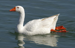 goose domestic fly birds cannot amazing source cassowaries