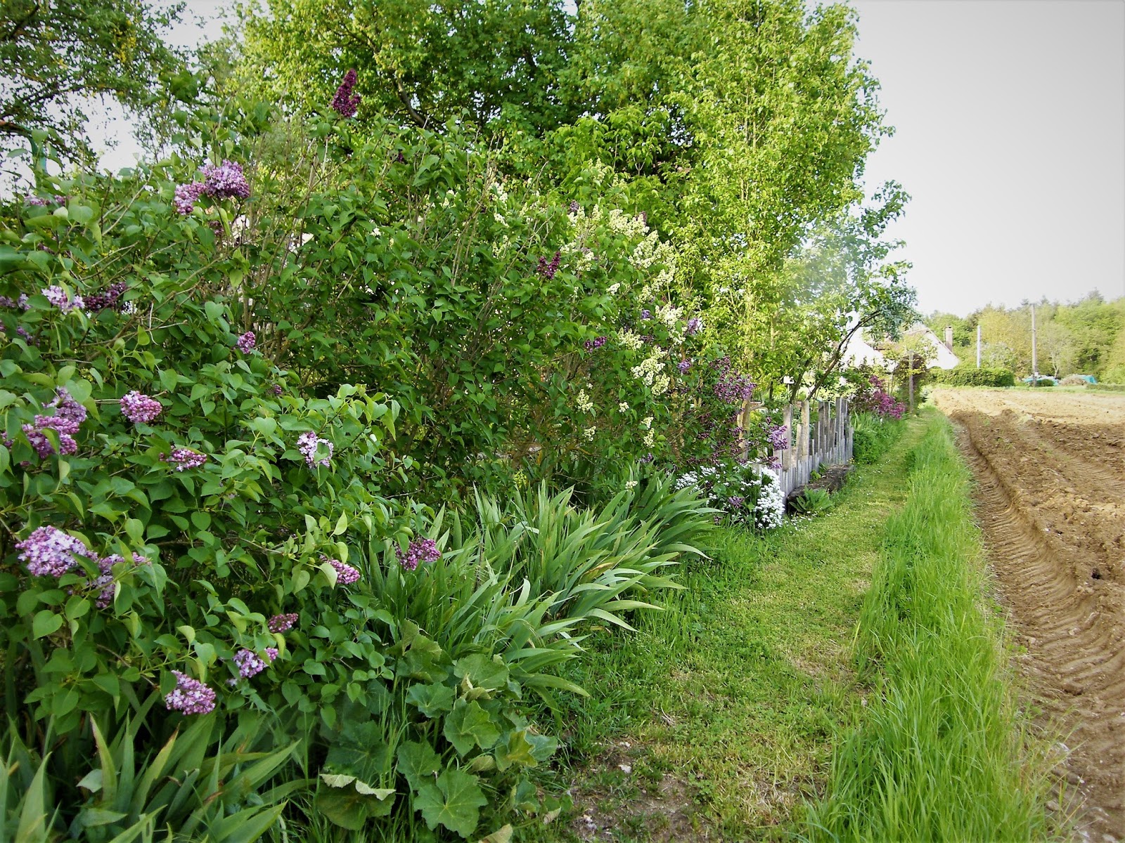 Au Gre Du Jardin Le Printemps Des Lilas