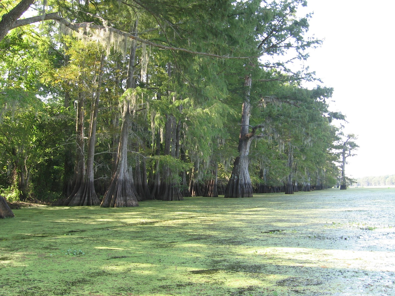 Through Sweetpea's Lens Spring Bayou "Grand Lac" and Lake Chicot