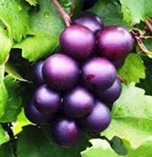 anggur muscadine bahan dalam vivix