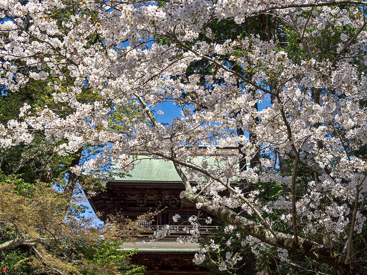 FROM THE GARDEN OF ZEN Cherry blossoms Engakuji