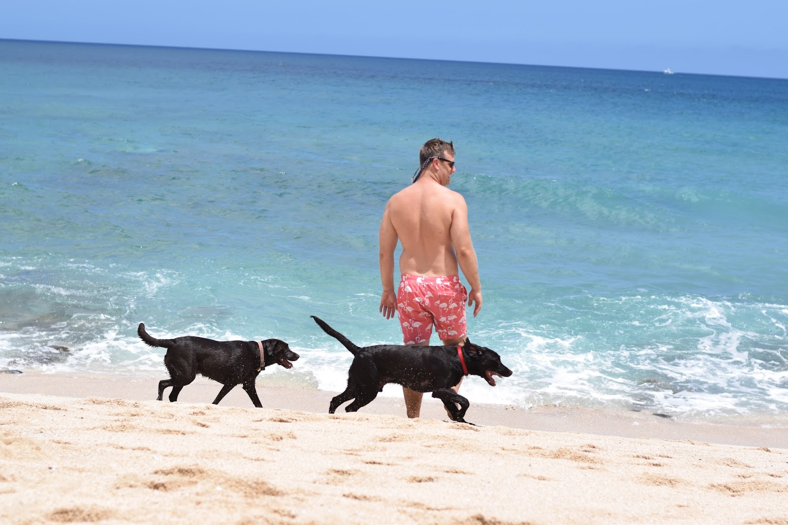 dog beach essentials