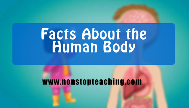 Facts about the Human Body