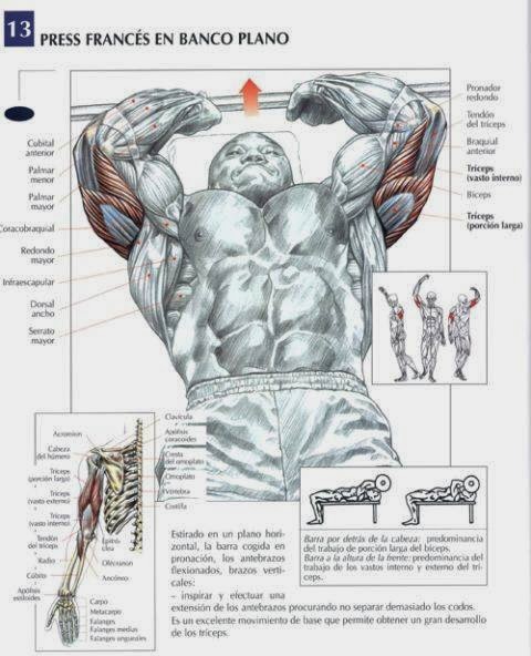 ejercicios maternity triceps shady deal barra z