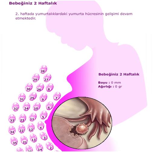 Anneler Mekanı Gebeliğin 2. Haftasında Annede ve Bebekte