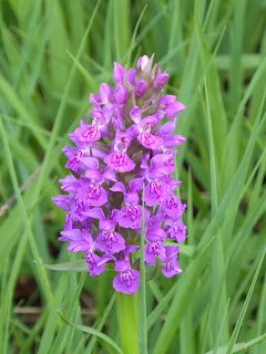 Marsh Orchid - northern or southern (Dactylorhiza)