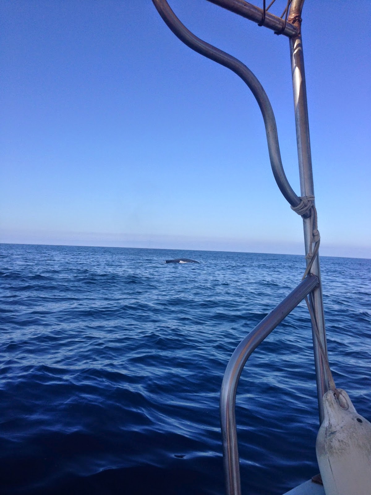 All This Is That: Humpback whales, Pelicans, and boats on a boat trip near Chacala, Nayarit