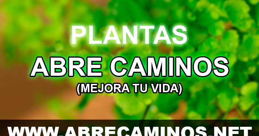 abre camino planta abre camino planta