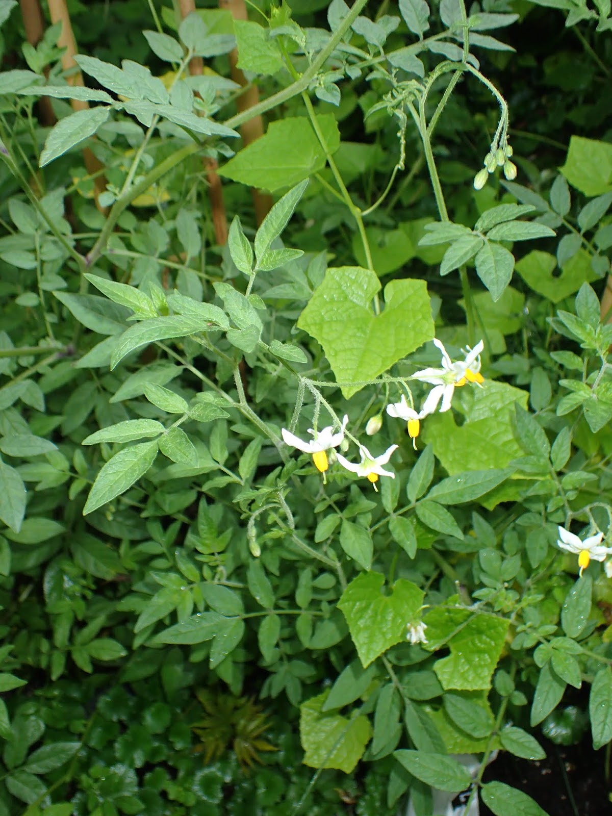 Scirpidiella's Plants Wild potato species (Solanum sect. Petota) part II