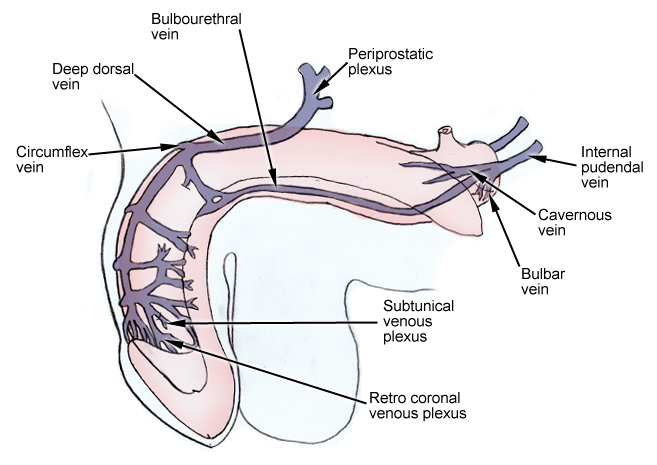 dorsal vein Deep penis