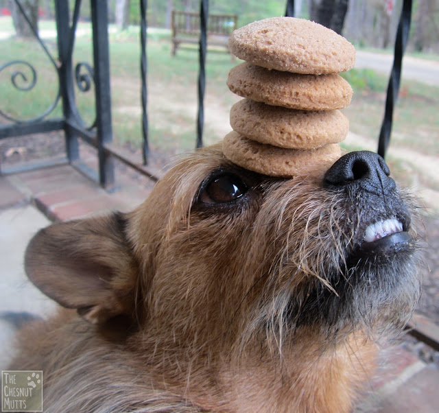 Review & Giveaway Paws Barkery Dog Treats The Chesnut Mutts