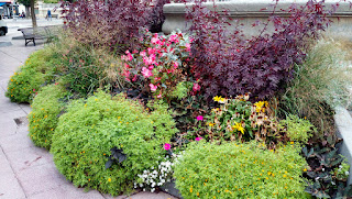 Solución Floral en La Fuente de las Musas  (Plaza de Navarra-Huesca)