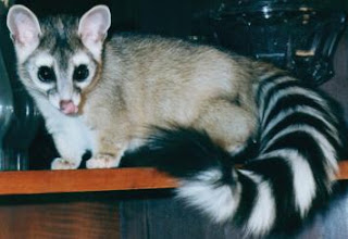 ringtail cat animals ring tail animal american 2009 shed know big nocturnal eyes tailed listverse tails macs uncle garden september