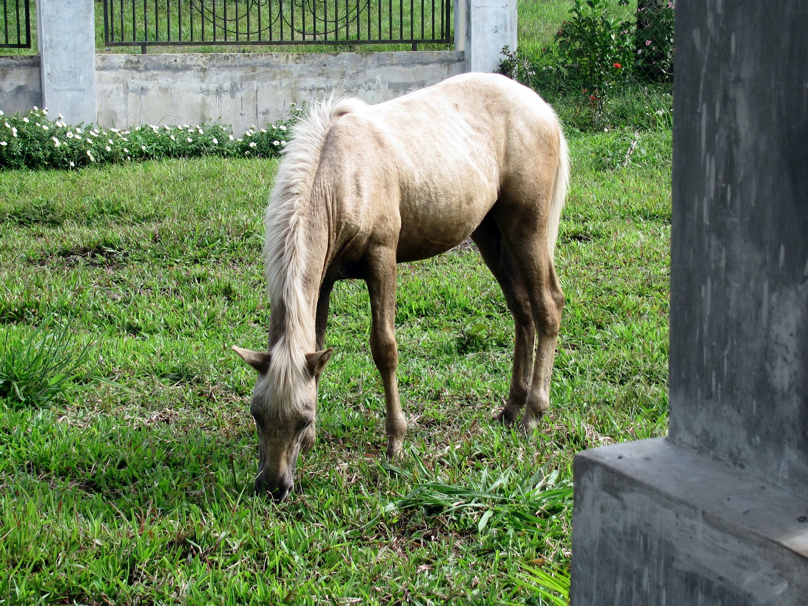 Horse Talk Panama Filly for Sale in Chiriqui Panama