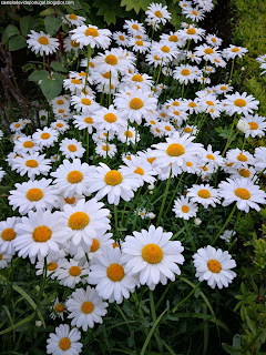 GARDEN / Parque Gonçalo Eanes Abreu, Castelo de Vide, Portugal