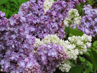 mixed color lilacs