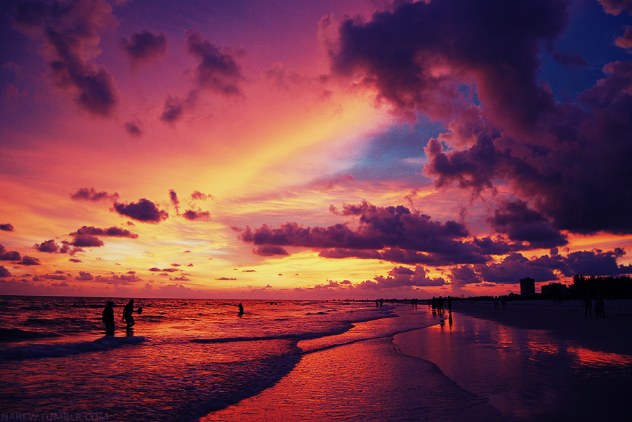  Sarasota  Manatee Sunset on Siesta Beach Sarasota  Florida