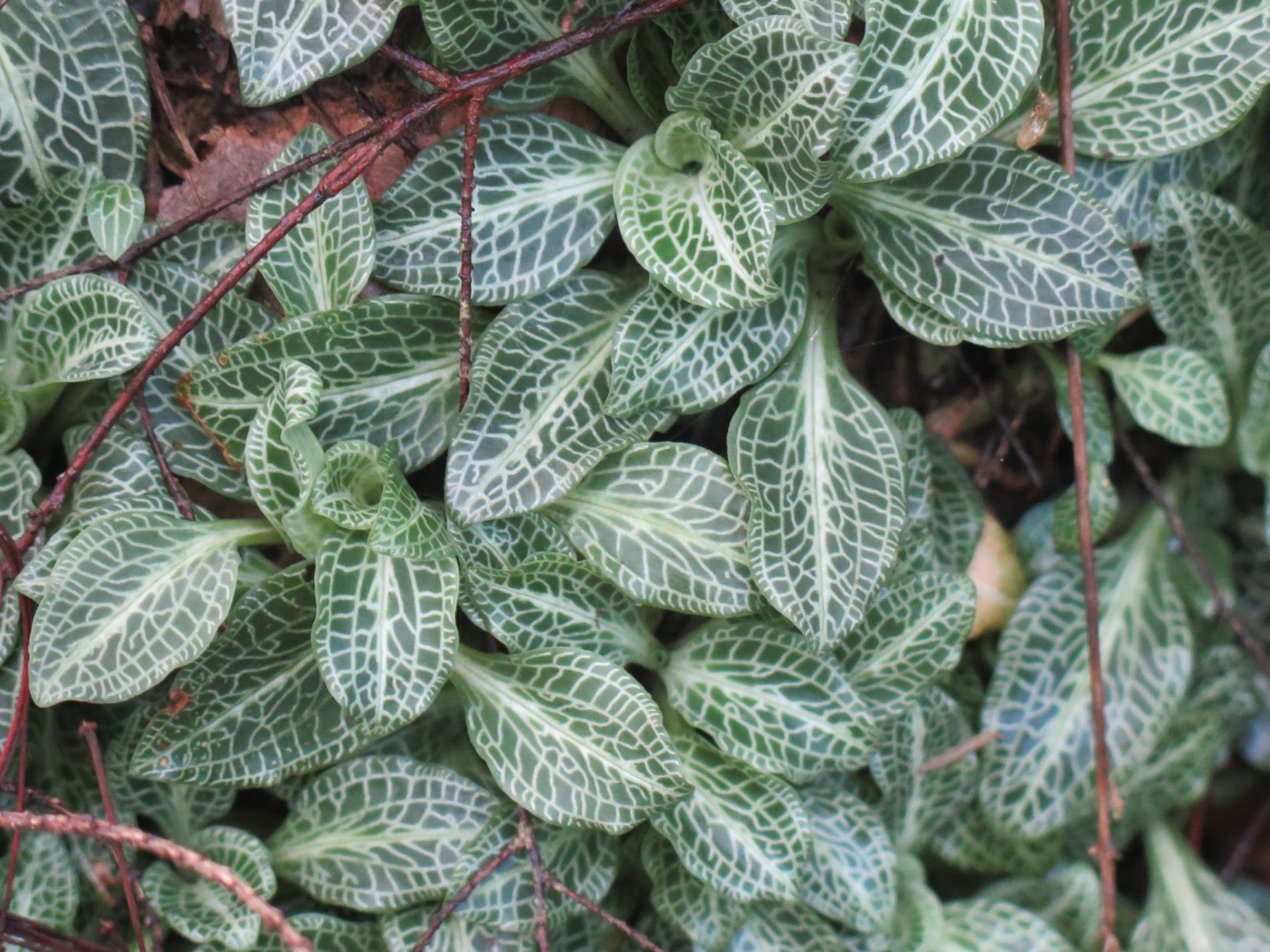 Dummerston Sightings: 8-8 Downy Rattlesnake Plantain