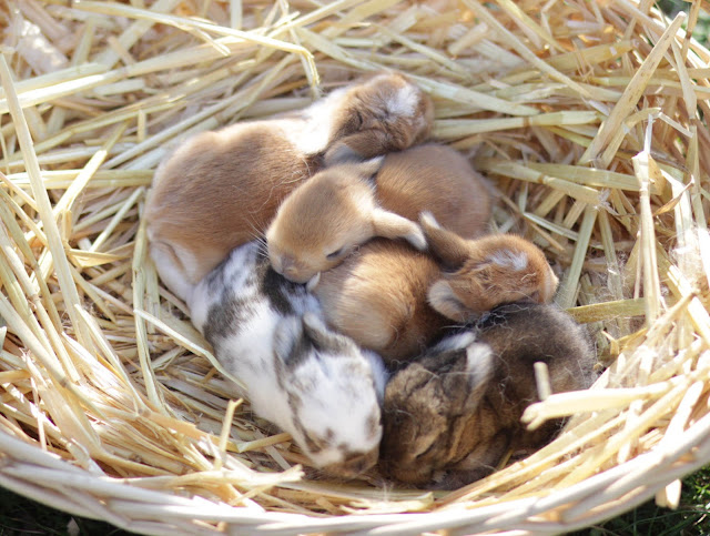 Kaninchen Nestbilder | Tinchen Kaninchen