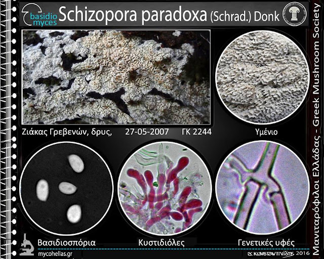 Schizopora paradoxa (Schrad.) Dοnk