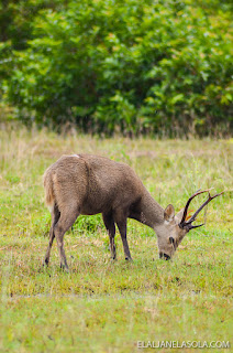 Coron | Calauit Safari Park & Pamalican Island (Natural Arts Travel and Tour) Palawan