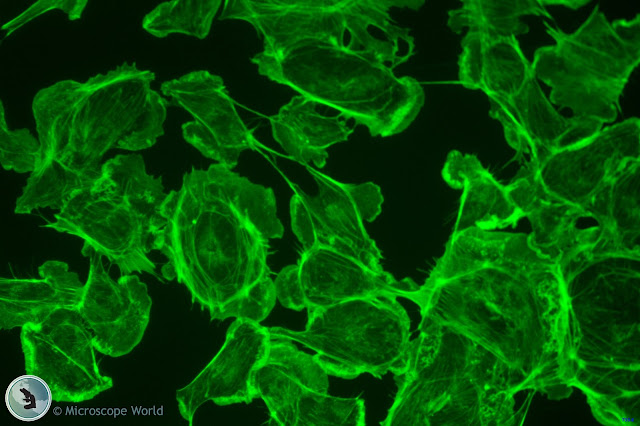 Green fluorescence microscopy image