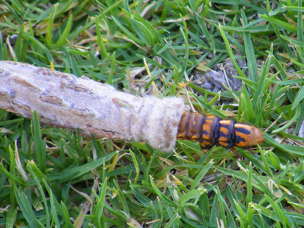 days on the claise saunder s case moth cocoon identification chart