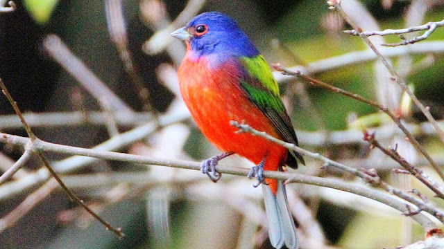 The Christmas Birds - Painted Buntings and Cardinals