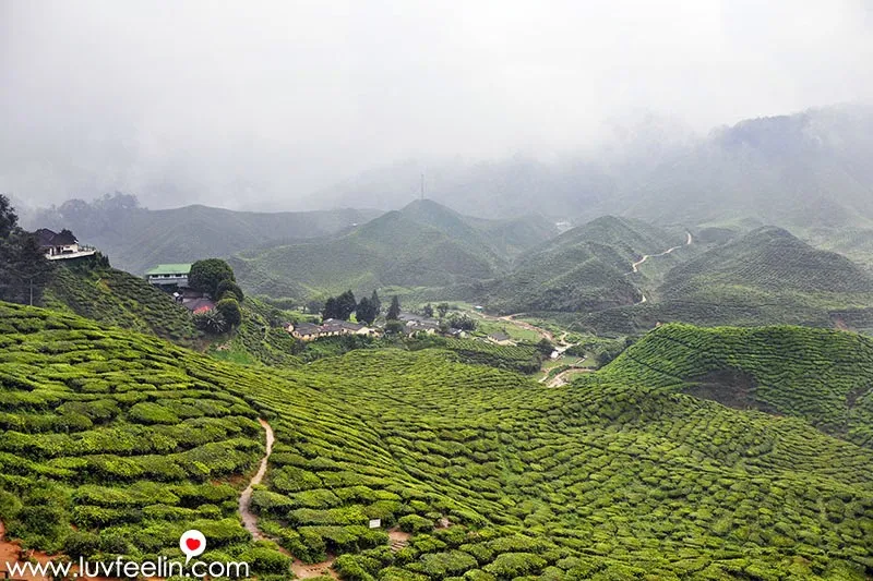 Cameron Highland