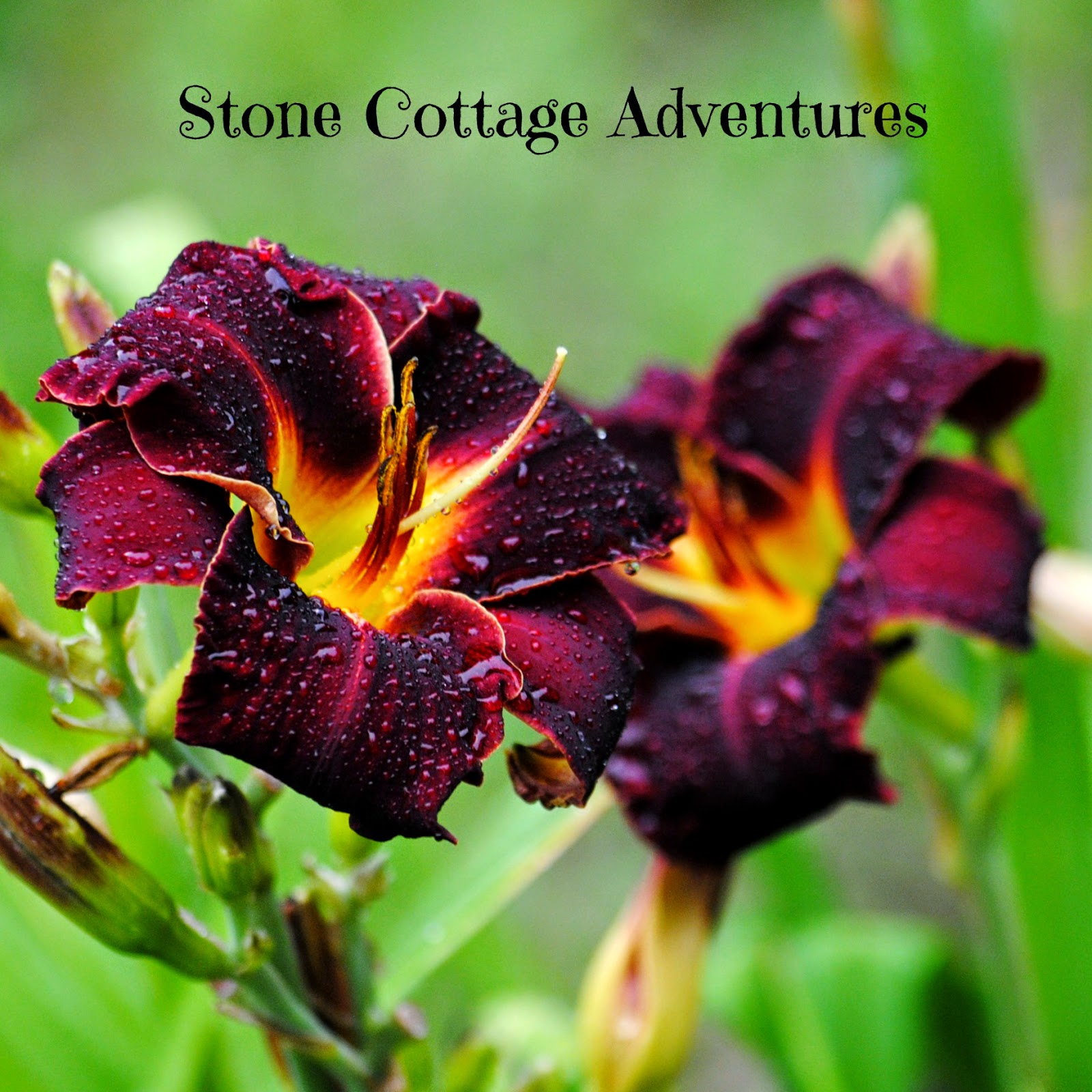 Stone Cottage Adventures Book Review Edible Flower Garden