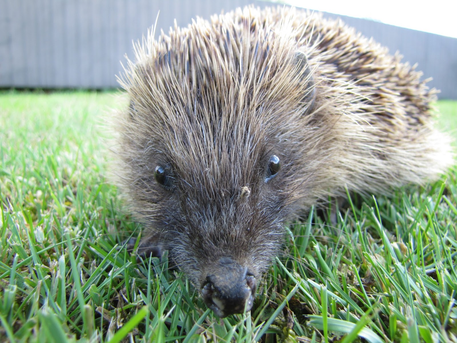 photographing New Zealand hedgehogs in the garden