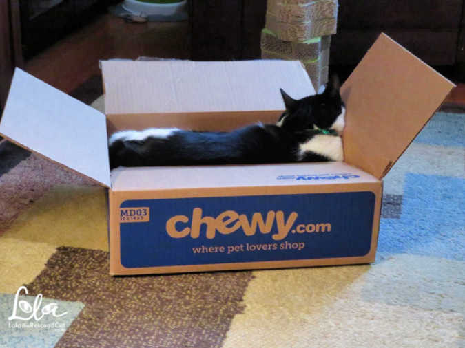 Boxing Day|#chewyboxlove