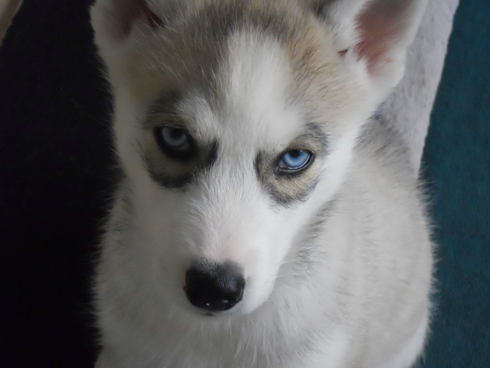 Pomsky Puppy Wallpaper | MagOne 2016