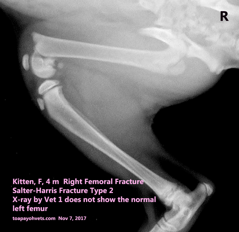 Veterinary, Photography and Travel Stories for vet students and pet