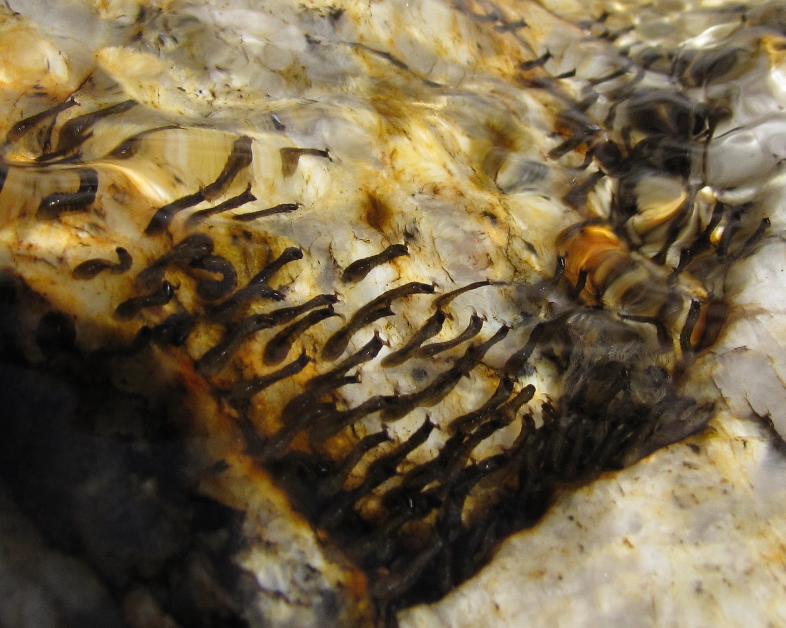 Bug Eric Bite of the Black Fly