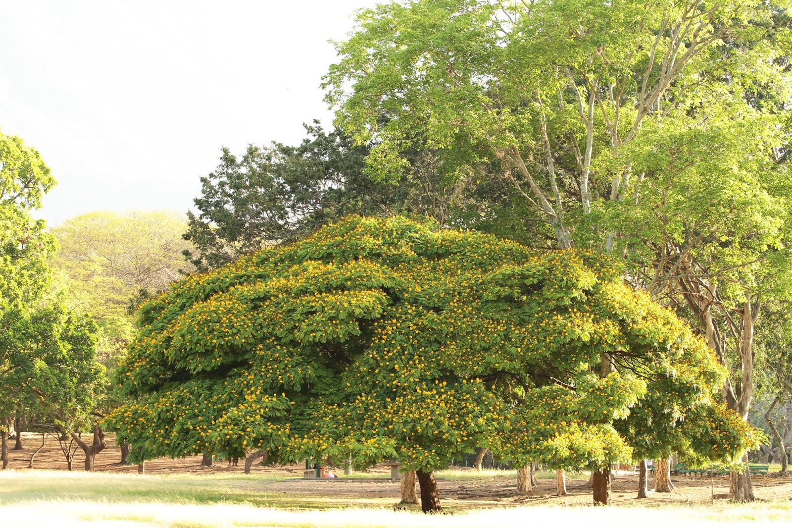 Nuestro bello mundo...: Caminando por el Parque del Este, Caracas