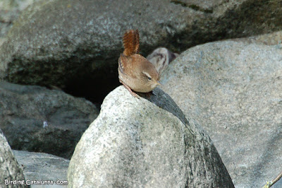 Chochín común (Troglodytes troglodytes)