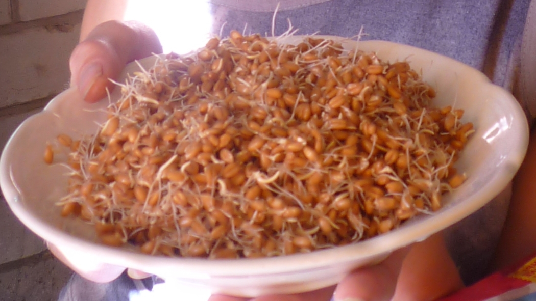 Пророщенная пшеница. Микрозелень пшеница. Пророщенное зерно. Пророщенная ячмень. Прорастание зерна пшеницы.