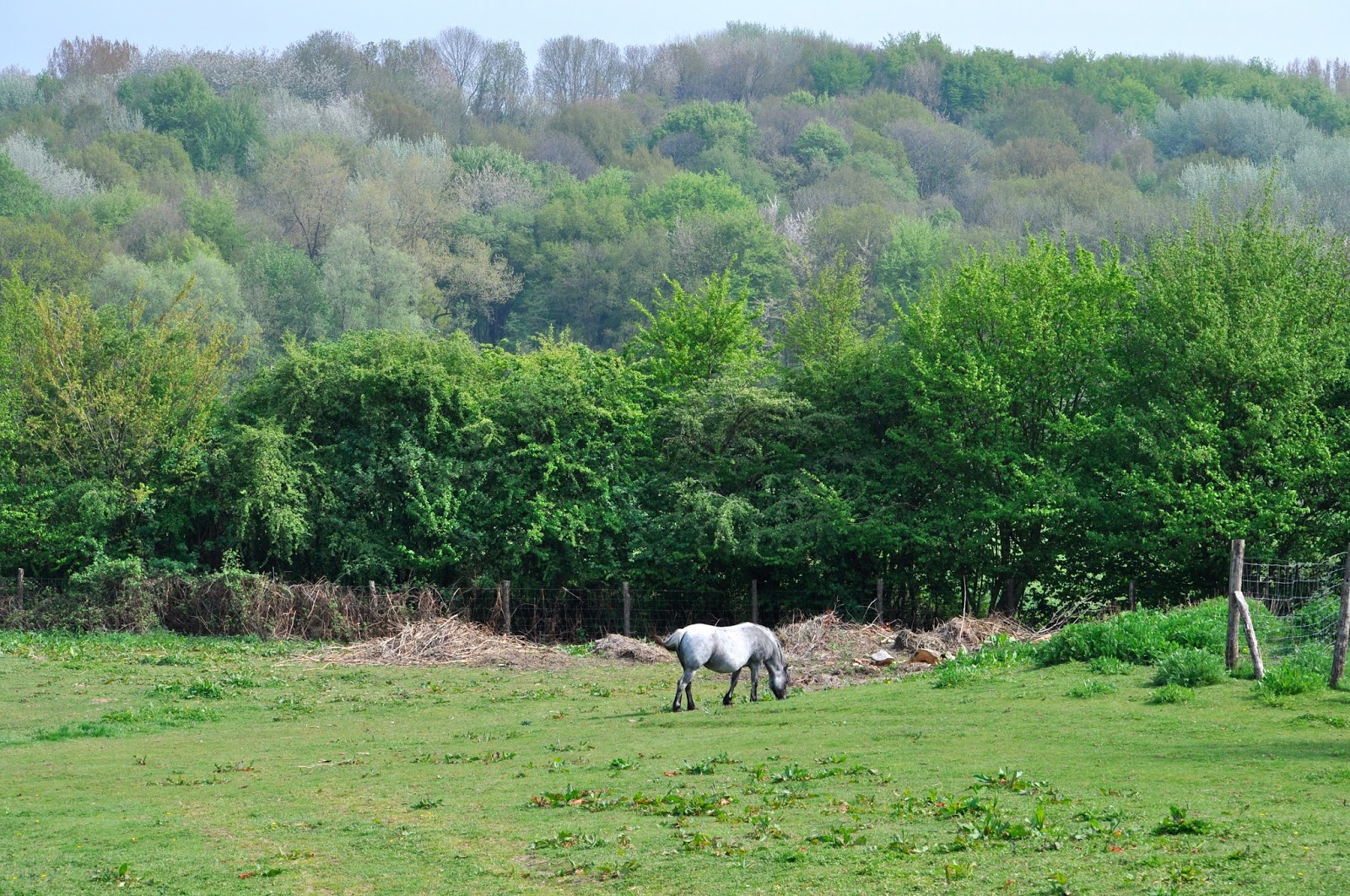 Jardin de la Sauvagine L'herbe verte du Mont Noir Saint Jans Cappel Bailleul