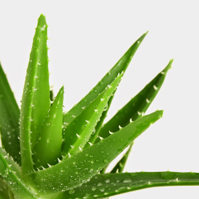 Stop Andalkan Obat Ketika Maag Kambuh! Ikuti Cara Mengobati Maag Alami Berikut