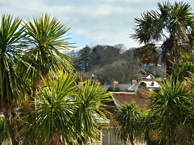 Palm trees seen from A390, Cornwall