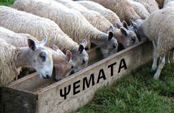 Τα πρόβατα απεργούν ζητώντας καλύτερες συνθήκες σφαγής