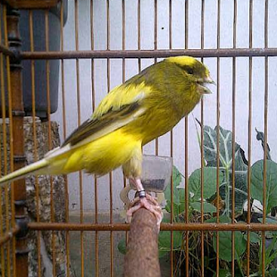 Harga Burung Kenari Area Madiun Ponorogo Pacitan Murah Parkit