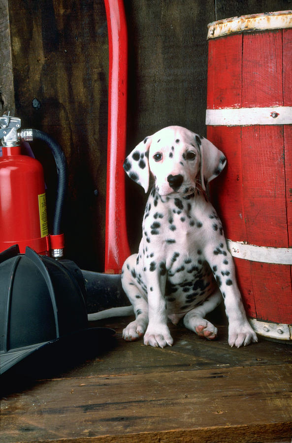 Lil' Dog Whisperer I "Spot" a Dalmatian